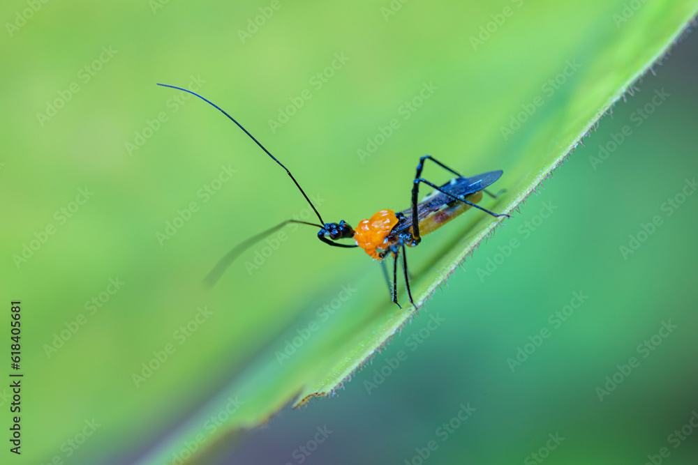 The fly insect on green leaf The fly insect on green leaf