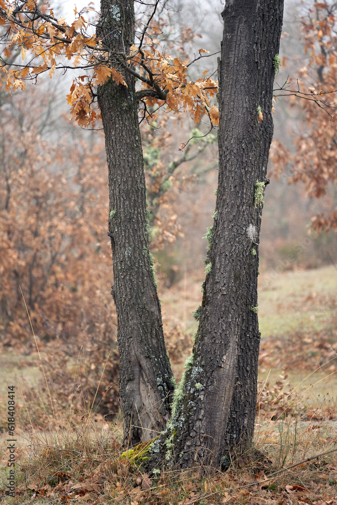 Fototapeta premium Oak forest in a foggy day in winter