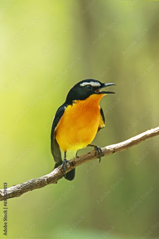 Yellow-rumped Flycatcher on a branch