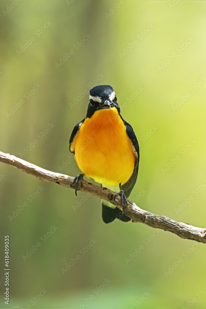 Fototapeta premium Yellow-rumped Flycatcher on a branch