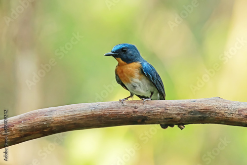 Tickell's Blue Flycatcher on a branch