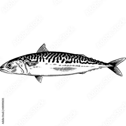 Hand drawn Mackerel Fish Sketch Illustration