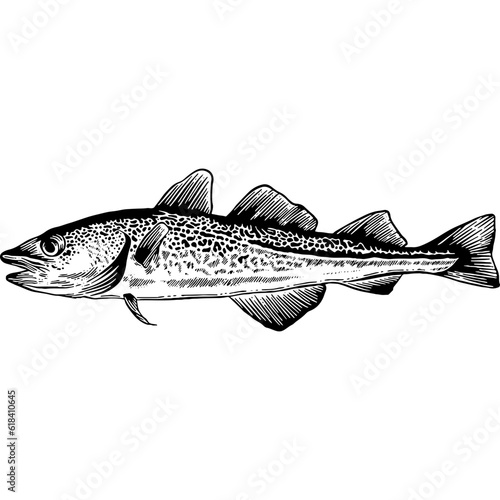 Hand drawn Cod, Fish Sketch Illustration