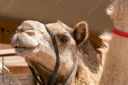 Camel market in al Ain in UAE (Abu Dhabi)