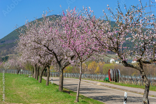 Mandelblüte entlang der sogenannten Mandelmeile bei Edenkoben. Region Pfalz im Bundesland Rheinland-Pfalz in Deutschland photo