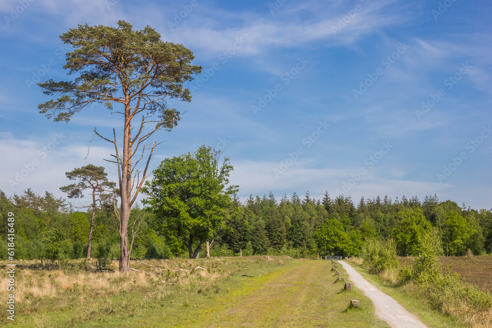 Walking path going through the heather fields of Drenthe, Netherlands