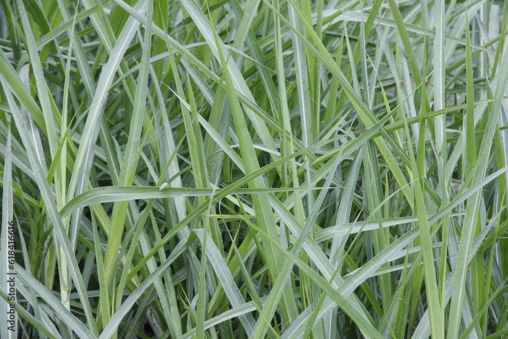 Obraz premium Green leaf