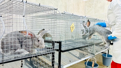 Experimental rabbits in a drug development laboratory. The content of experimental rabbits in the pharmaceutical laboratory