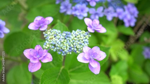 Wallpaper Mural close up a cute heart-shaped hydrangea. Torontodigital.ca