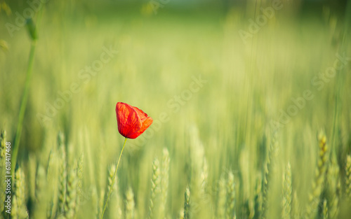 Singel poppy in the unripe wheat field in the late spring, Hungary photo