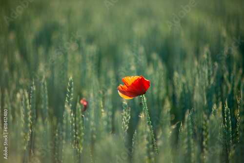 Singel poppy in the unripe wheat field in the late spring, Hungary