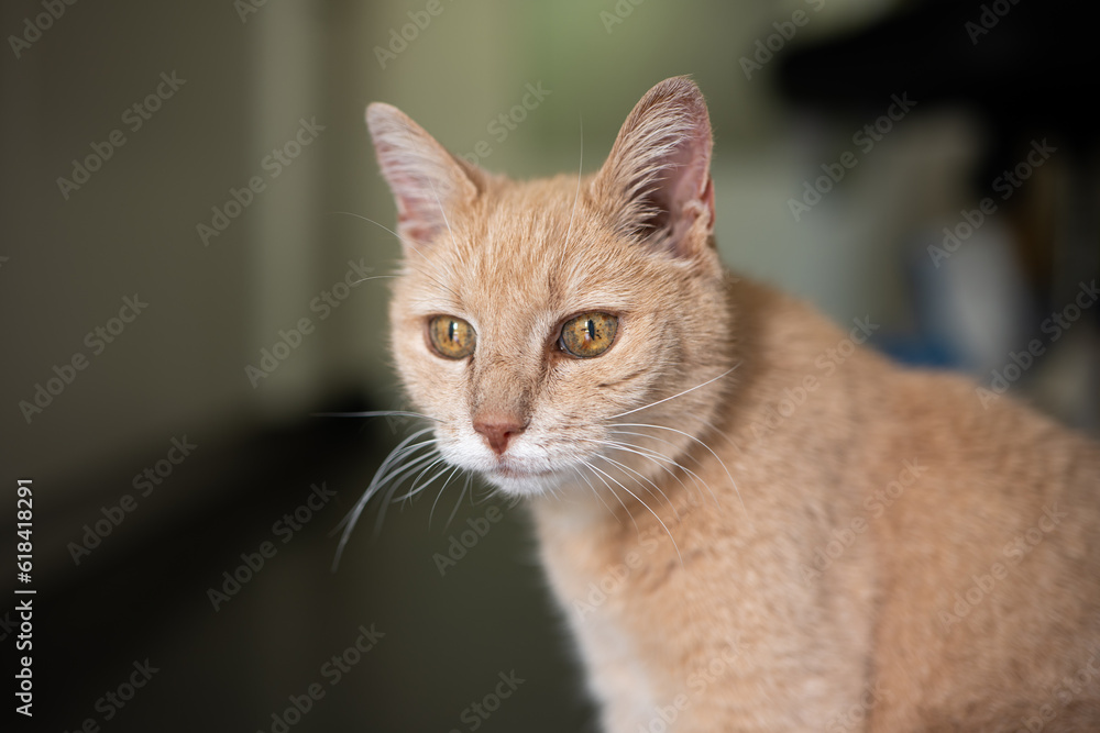 Indoor portrait of a stripped yellow cat. Selective focus, shallow depth of field, no people