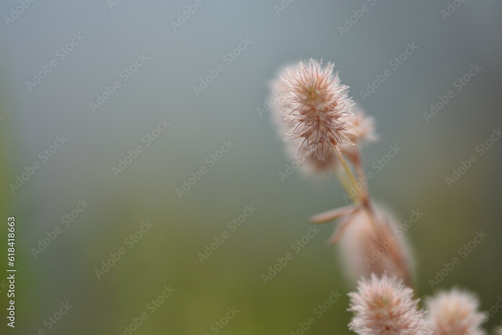 trifolium arvense trifolium arvense