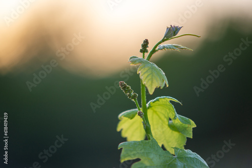 Young branch of grapes in the nature. Green young sprout of grapes. Ripening small branch of grapes, young inflorescence. Newly formed bunches of baby grapes, initial development of the grapes