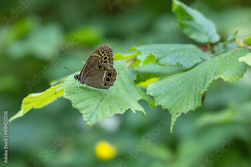 Woodland Brown Butterfly (Lopinga achine)