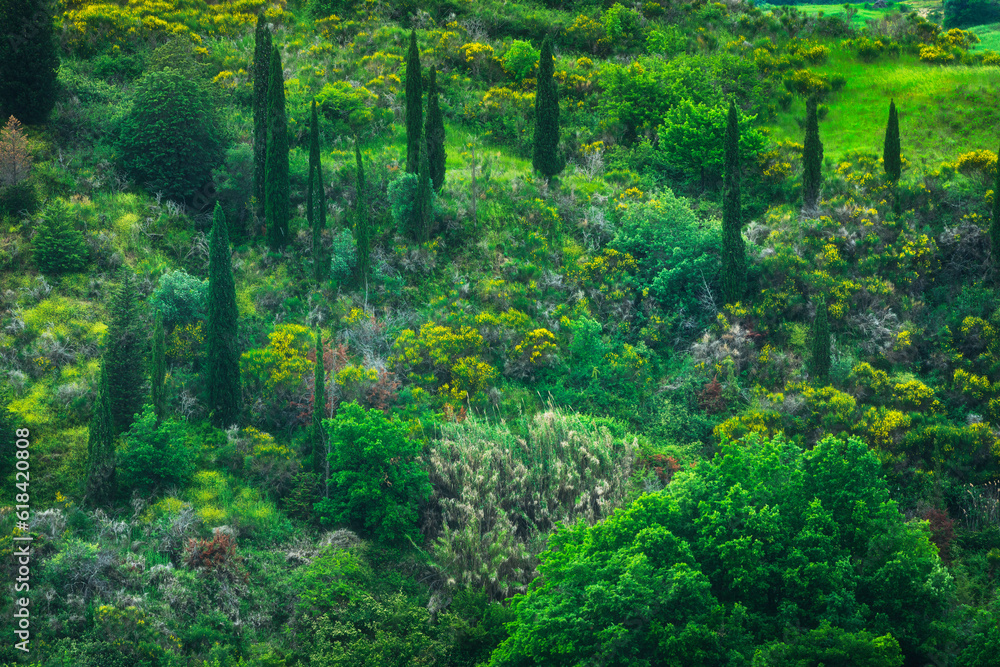 Vegetation with cypresses in spring in Tuscany. Abstract background or texture in nature Vegetation with cypresses in spring in Tuscany. Abstract background or texture in nature