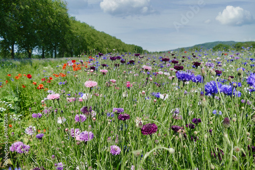 motivating image of a blooming meadow in summer with vanishing point in the distance and copy space in the sky