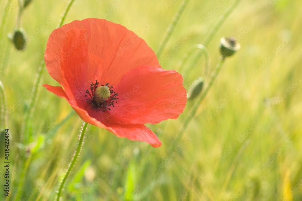 Blooming red poppy (Papaver rhoeas) in cereal box, close-up Blooming red poppy (Papaver rhoeas) in cereal box, close-up