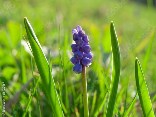 grape hyacinth (Muscan) in the grass photo