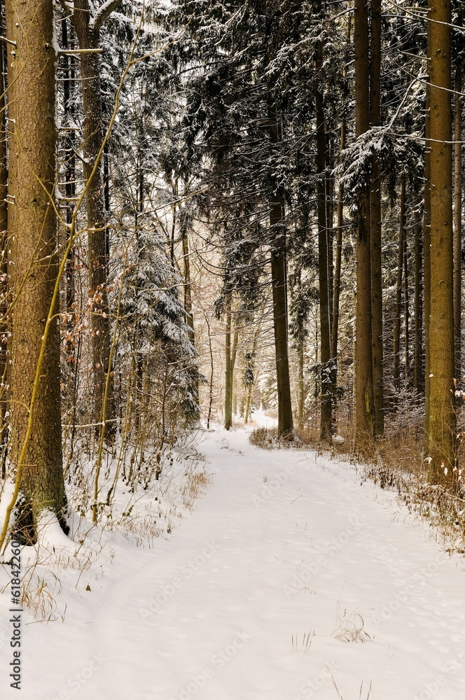 snowy path in the forest, winter in southern Germany