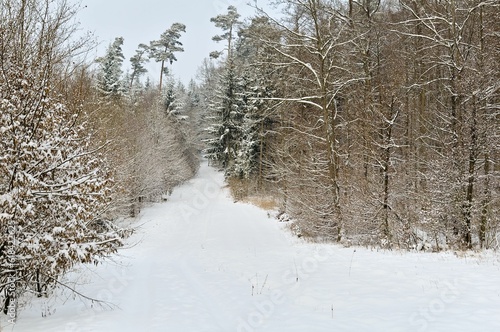 Wallpaper Mural Forest with snow and forest, winter in Germany Torontodigital.ca