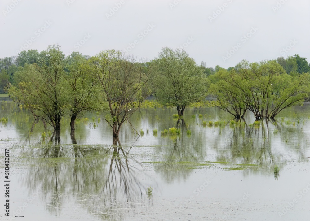 Lake area with partially submerged trees in Lonjsko Polje Park in Repusnica, Croatia
