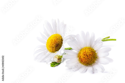 fresh chamomile flower collection with real transparent shadow isolated on transparent background  png  design element © Konstiantyn