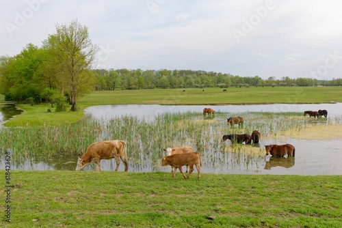 Group of cows graze in a lush grassy pasture and lake in Lonjsko Polje Park in Repusnica, Croatia photo