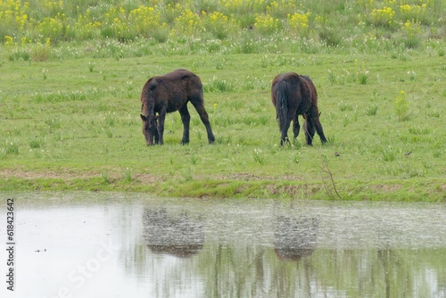 Brown horses are grazing on lush green grass in Lonjsko Polje Park in Repusnica, Croatia