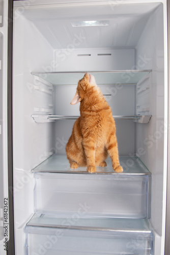 Cute ginger cat inside open empty refrigerator at home