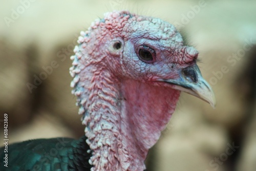 Bronze turkey breed in pakistan