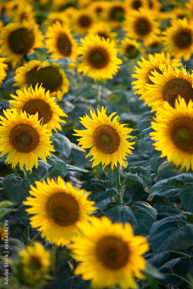 Blooming sunflower field landscape at the sunset time in the summer. Field of blooming sunflowers at sunset. Sunflower natural background, Sunflower blooming in Hungary