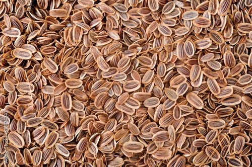 Closeup of numerous fennel (Foeniculum vulgare) seeds