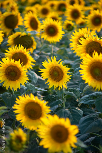 Blooming sunflower field landscape at the sunset time in the summer. Field of blooming sunflowers at sunset. Sunflower natural background  Sunflower blooming in Hungary