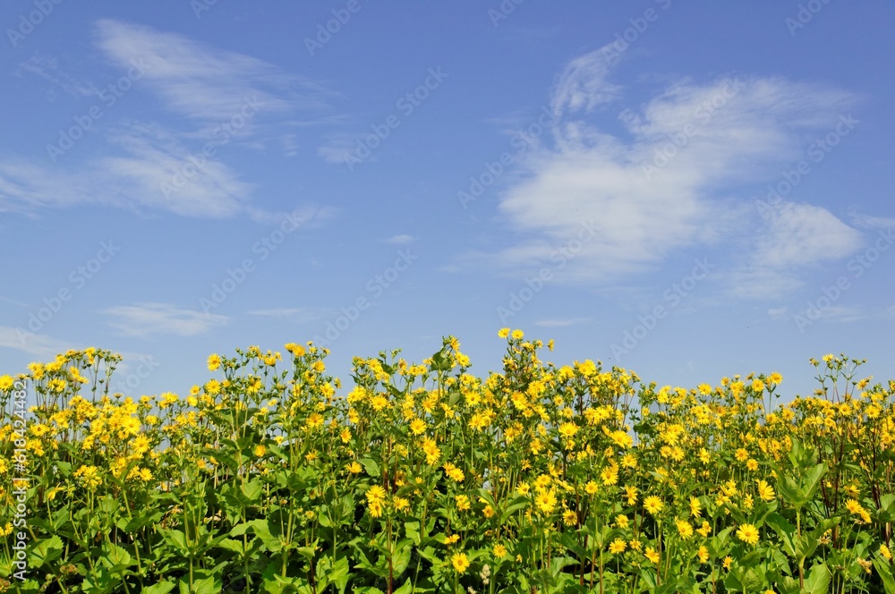 Tranquil landscape featuring bright yellow Silphium perfoliatum flowers in a lush green field