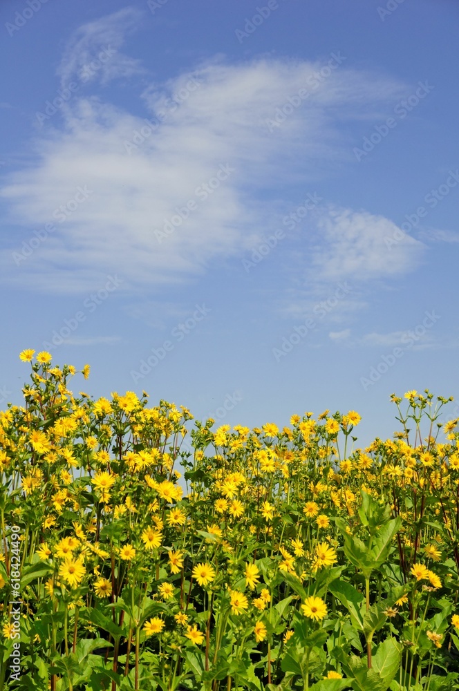 Tranquil landscape featuring bright yellow Silphium perfoliatum flowers in a lush green field