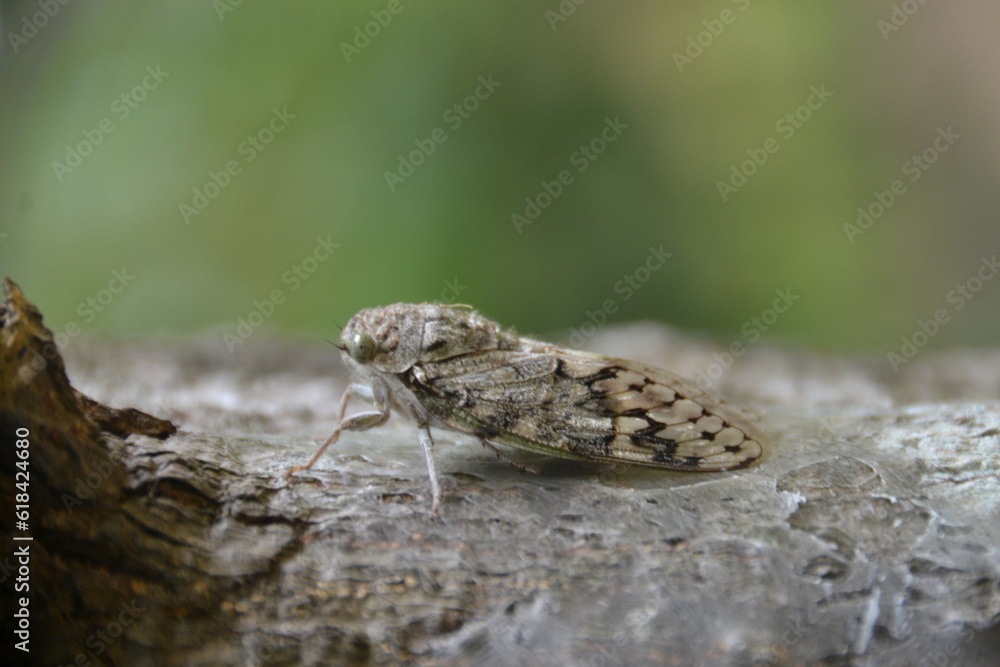 Nature's Artistry: Butterfly Resting on Tree Scalp Nature's Artistry: Butterfly Resting on Tree Scalp