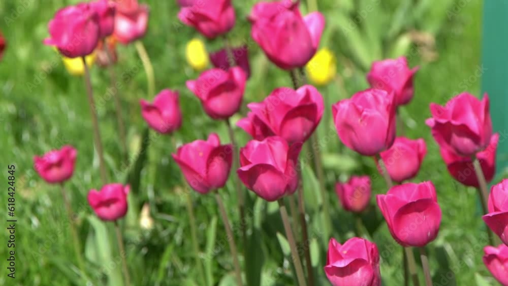 Pink tulips bloom in spring. Blur bokeh. Tulip flower nature. Floral background. Botanical garden. Flowering buds. Blooming mood. Beautiful aesthetic petal plant. The swaying of the wind. Sunny day. Pink tulips bloom in spring. Blur bokeh. Tulip flower nature. Floral background. Botanical garden. Flowering buds. Blooming mood. Beautiful aesthetic petal plant. The swaying of the wind. Sunny day.