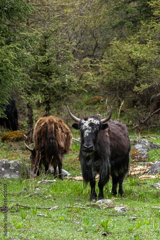 Herd of longhorn cattle stands peacefully in a picturesque setting of lush green grass and trees Herd of longhorn cattle stands peacefully in a picturesque setting of lush green grass and trees