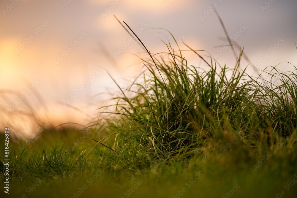 long native grasses on a regenerative agricultural farm. pasture in a grassland in the bush in australia
