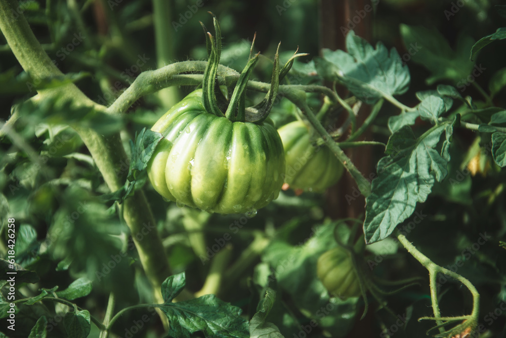 A bunch of green tomatoes on a bush. Organic family farm. Tomatoes ripen in the garden. A bunch of green tomatoes on a bush. Organic family farm. Tomatoes ripen in the garden.