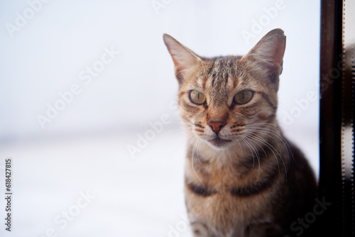 Portrait of shorthair stripped cat. © luengo_ua