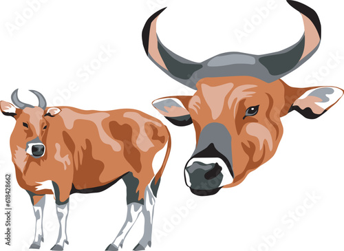 Banteng - color vector illustration