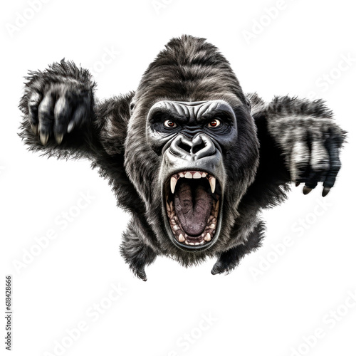 close-up portrait of a wild gorilla, attacks, jumps towards the camera, angry animal grin, isolated