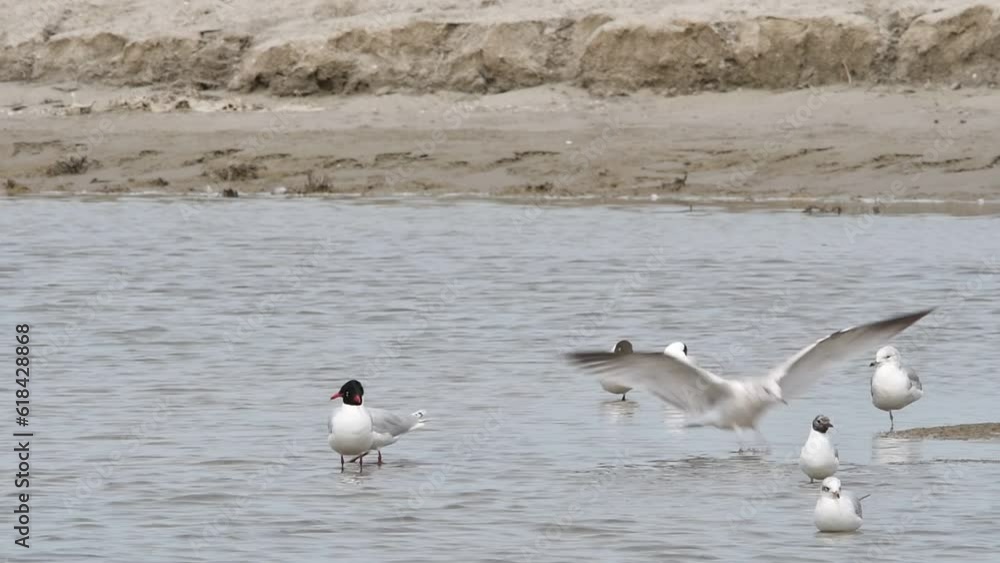 Two Mediterranean gulls (Ichthyaetus melanocephalus) resting in shallow water of pond among other gulls in spring