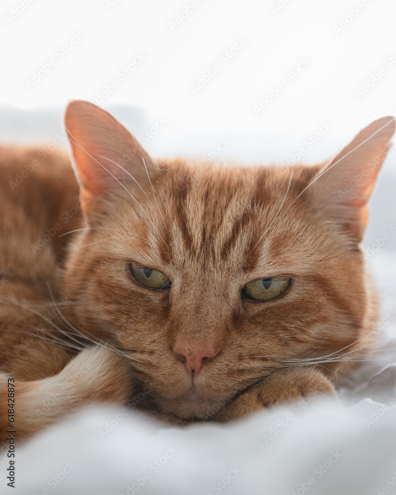 Ginger cat relaxing on a comfy bed in a bright room