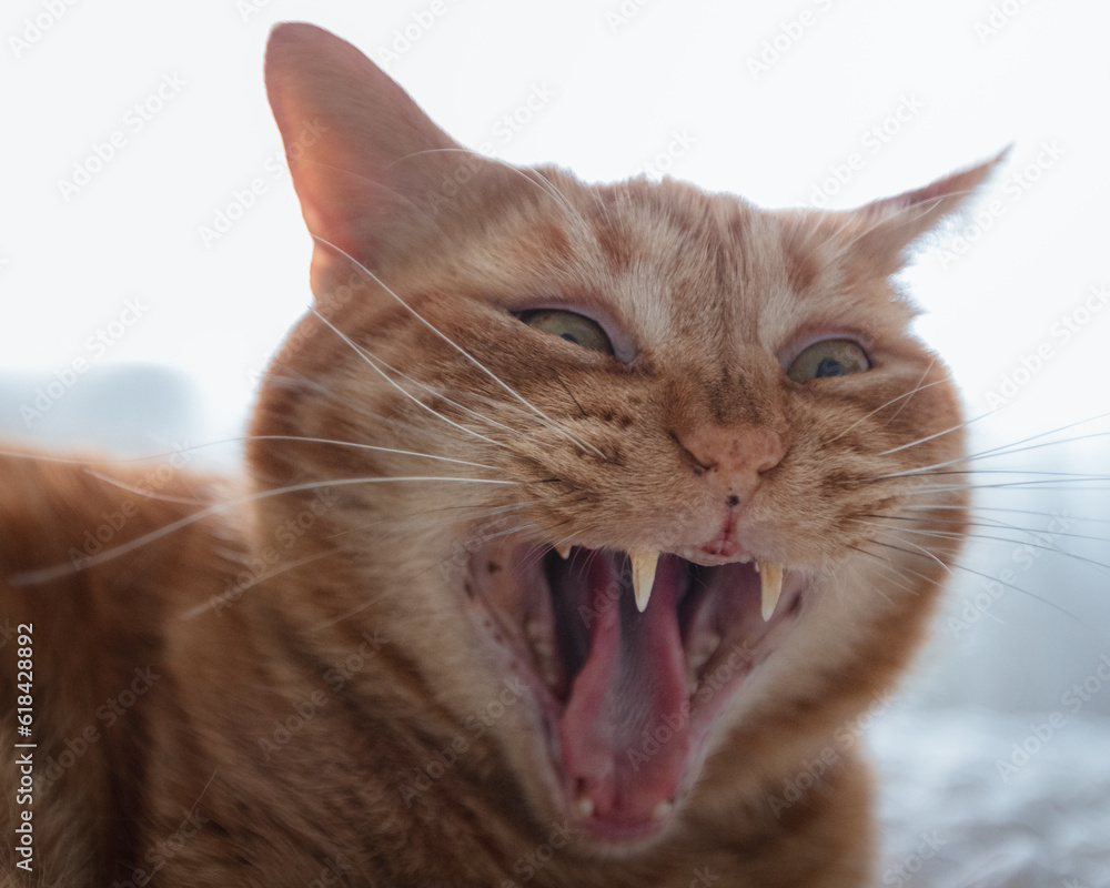 Cute ginger cat yawning