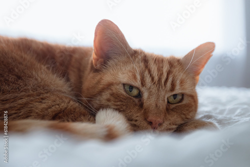 Ginger cat relaxing on a white bed