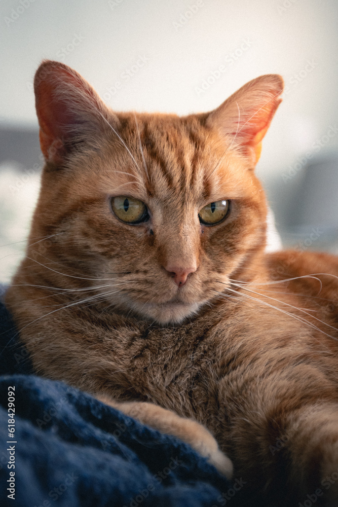 A ginger cat relaxing on a bed in a bright room