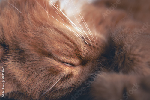A cute ginger kitten sleeping on a couch © harry